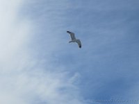 IMG 0033 (1)